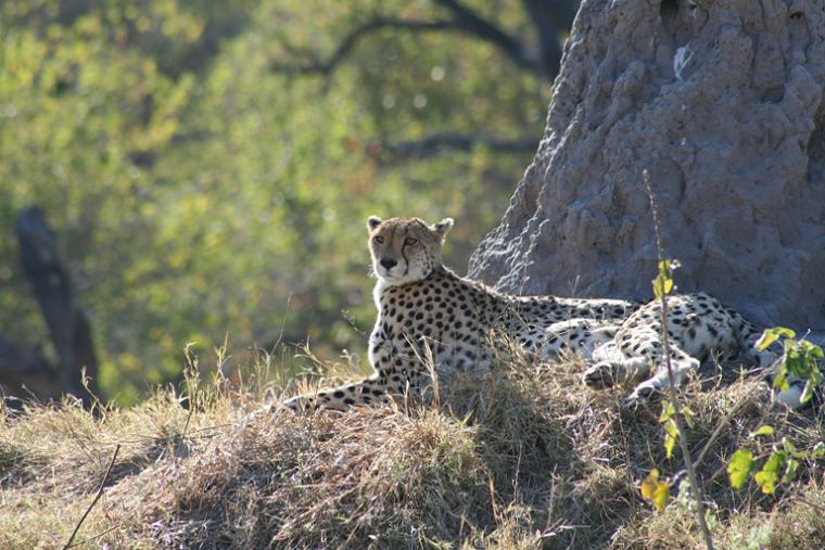 Cheetah in Moremi Game Reserve Botswana