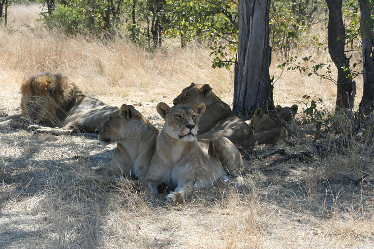 Leeuwen tijdens safari in Savute Chobe National Park Botswana