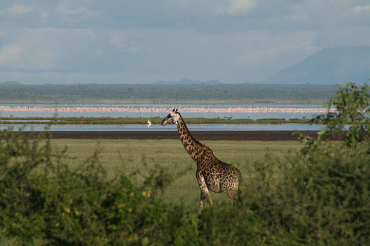 Giraffe in Lake Manyara National Park Tanzania