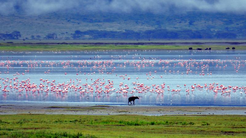 Hyena en flamingo's in Ngorongoro Crater Tanzania