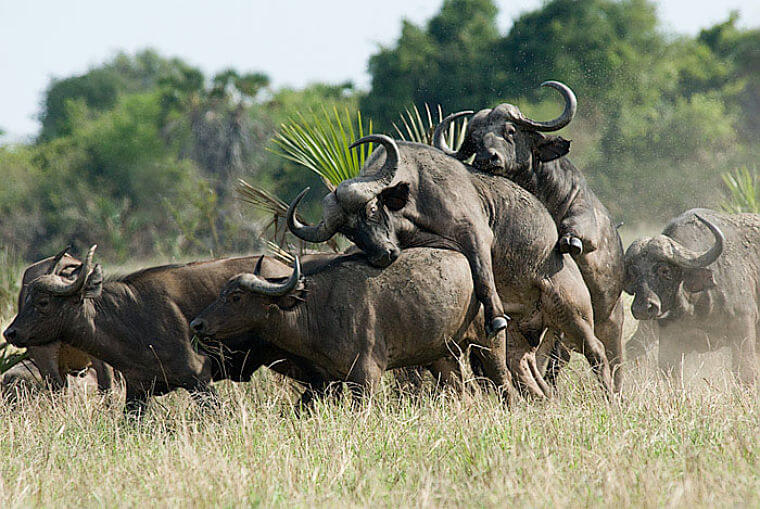 Buffels in Saadani National Park Tanzania