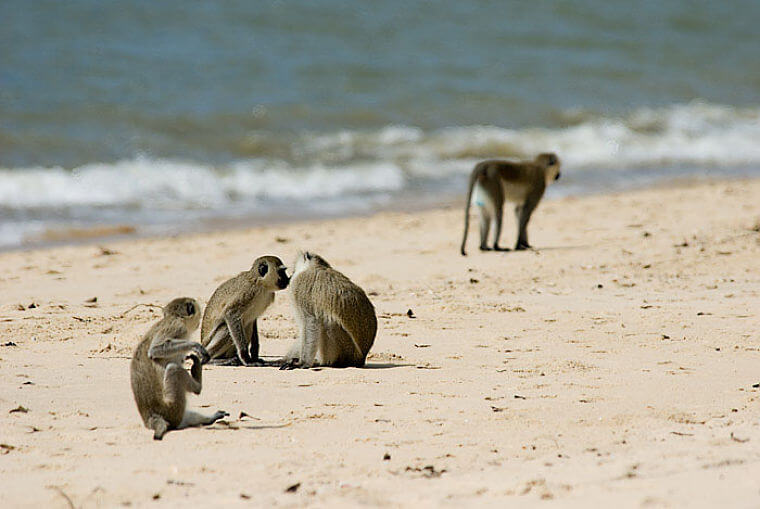Vervet monkeys op strand Saadani Naitonal Park Tanzania