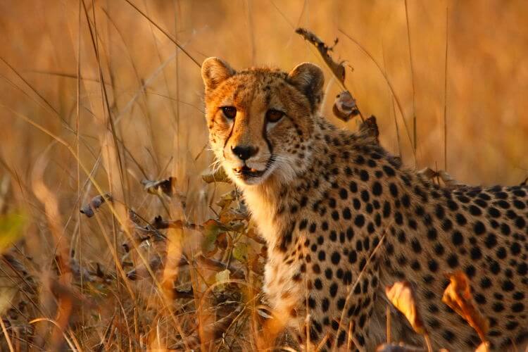 Cheetah in Kafue National Park Zambia