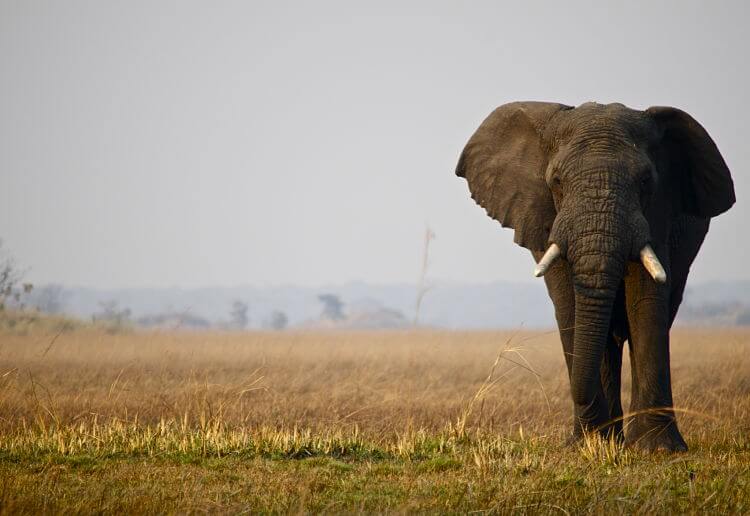 Olifant in Kafue National Park Zambia