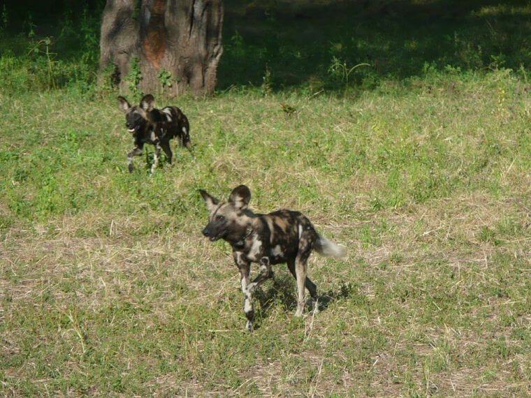 Afrikaanse wilde honden in South Luangwa National Park Zambia