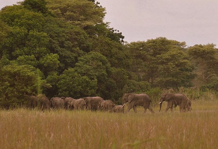Olifanten in Kasanka National Park Zambia