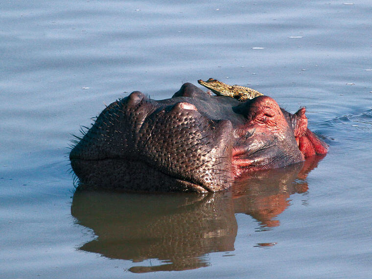 Nijlpaard met krokodil, Luambe National Park, Zambia