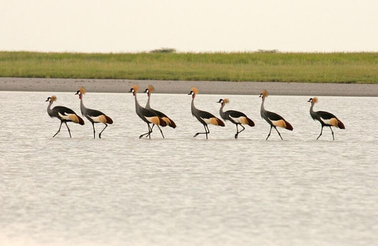 Makgadikgadi Salt Pans Nata Bird Sanctuary Botswana