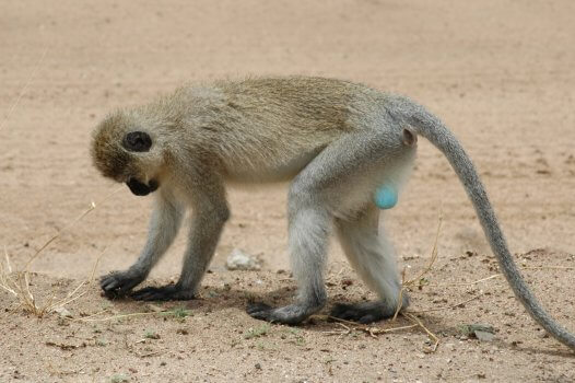 Velvet Monkey in Serengeti National Park Tanzania