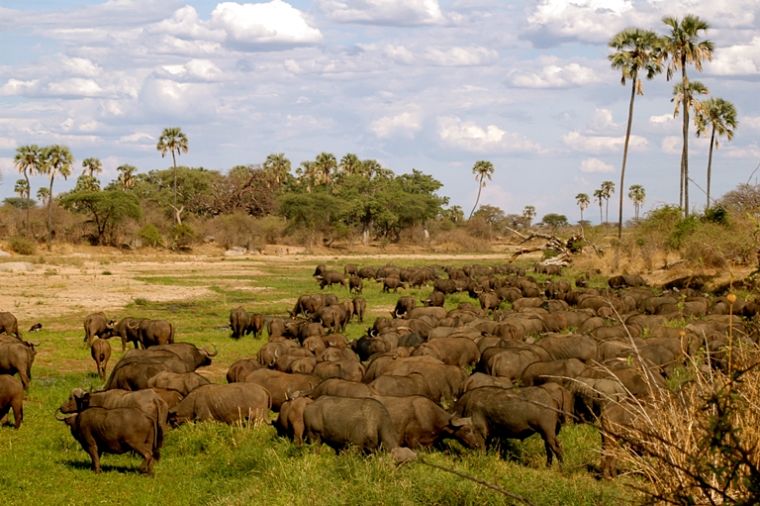 Buffels in Ruaha National Park Tanzania