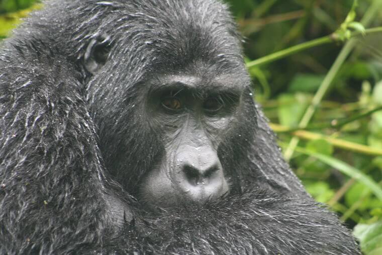 Berggorilla in Bwindi Impenetrable National Park Uganda