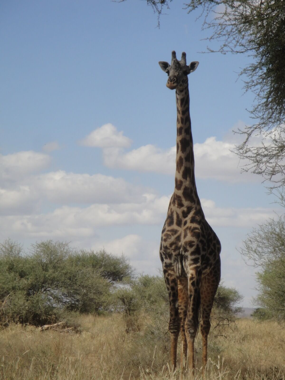 Giraffe in Ngorongoro Crater Tanzania
