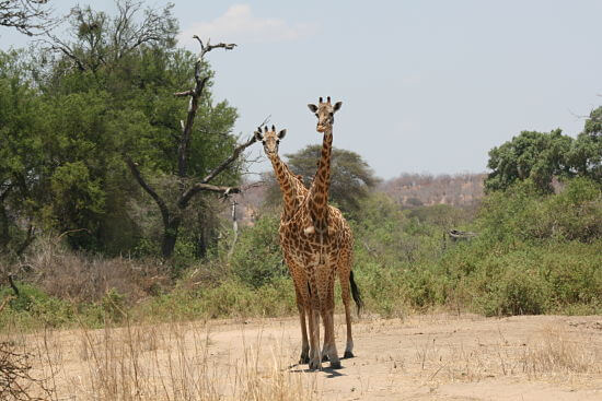 Giraffen in Ruaha National Park Tanzania