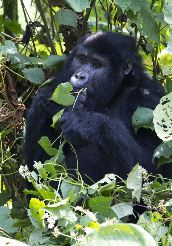 Berggorilla Bwindi Impenetrable National Park Uganda
