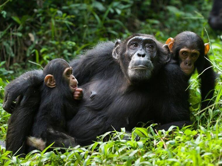 Chimpanzee moeder in Kibale Forest Uganda