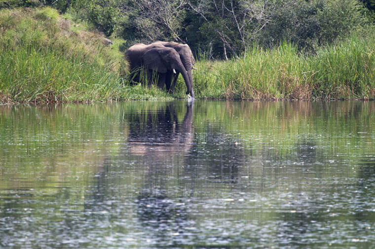 Drinkende olifanten in Murchison Falls National Park Uganda