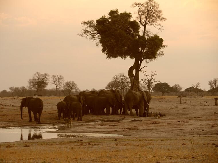 Olifanten bij waterhole in Hwange National Park Zimbabwe