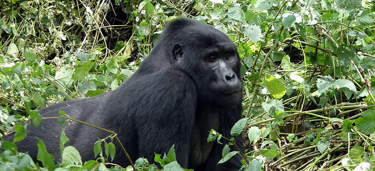Relaxte berggorilla in Bwindi Impenetrable National Park Uganda