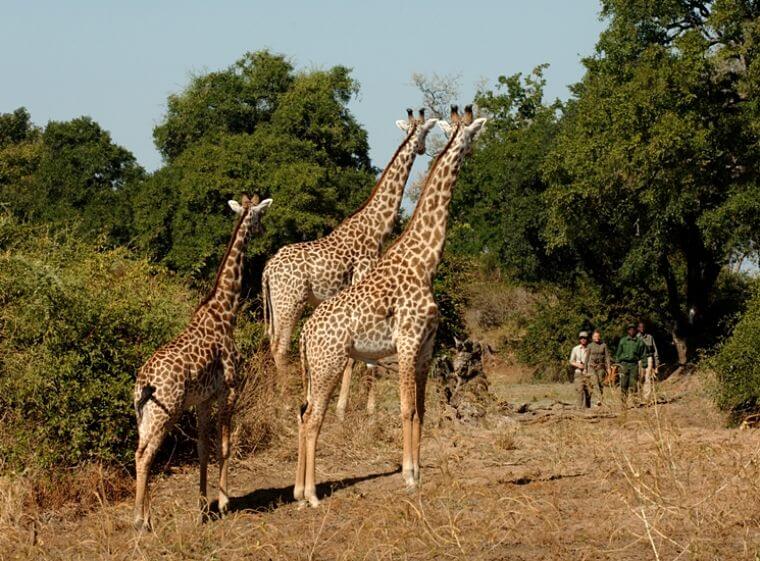 Giraffen tijdens wandelsafari South Luangwa National Park Zambia