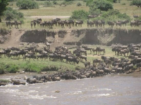 Rivieroversteek grote migratie in de Lamai Wedge van Serengeti National Park Tanzania