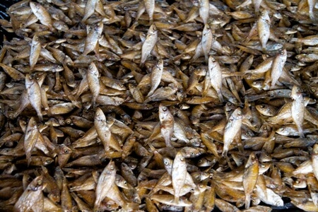 Vissen uit Lake Malawi