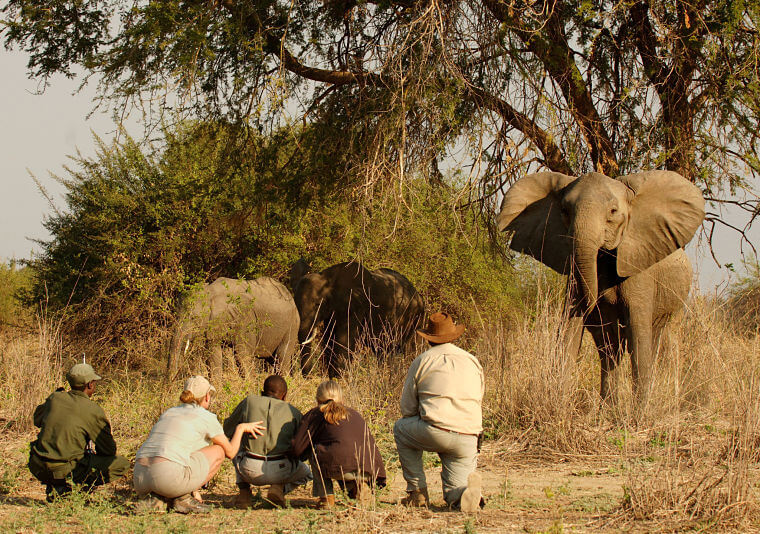 Wandel safari South Luangwa National Park Zambia