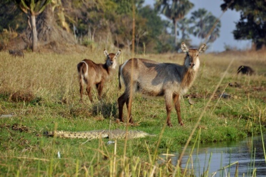 Waterbucks met krokodil in Liwonde National Park Malawi