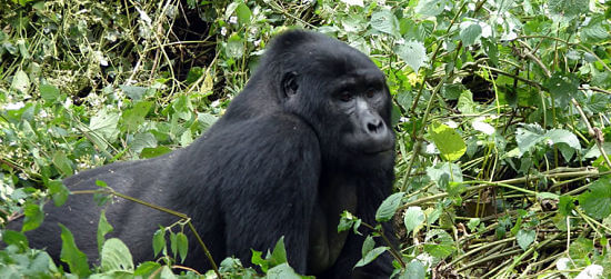 Berggorilla tijdens Gorilla Tracking in Bwindi Impenetrable National Park Uganda
