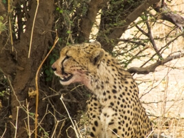 Cheetah in Ruaha National Park Tanzania