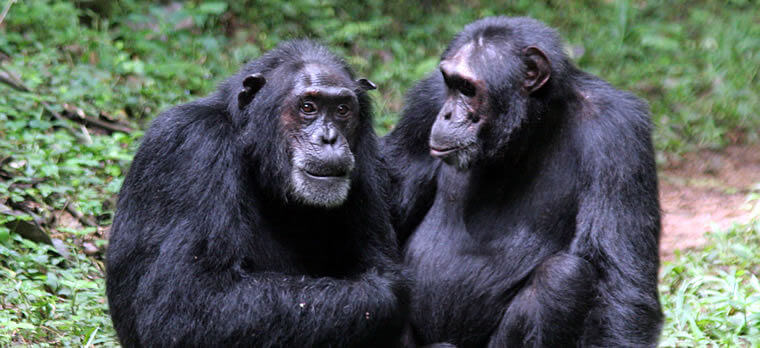 Chimpansees in Kibale Forest Uganda