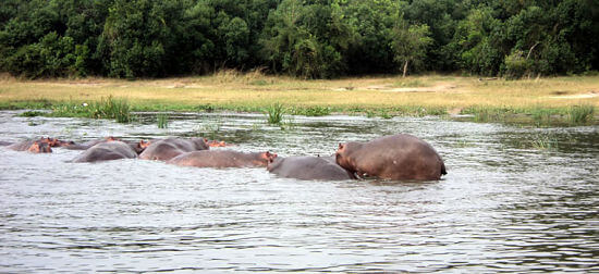 Nijlpaarden in Kazinga Channel Queen Elizabeth National Park Uganda