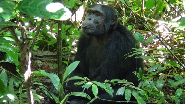 Chimpansee Kibale Forest Reserve Uganda