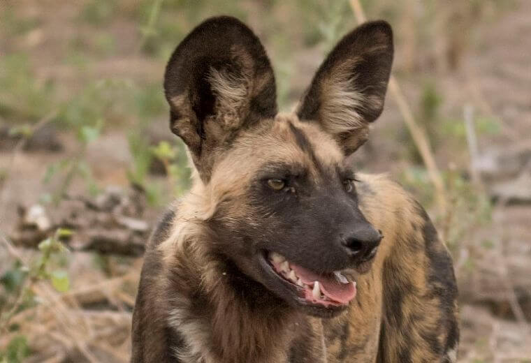 Afrikaanse wilde hond tijdens safari in Khwai Community Area Botswana