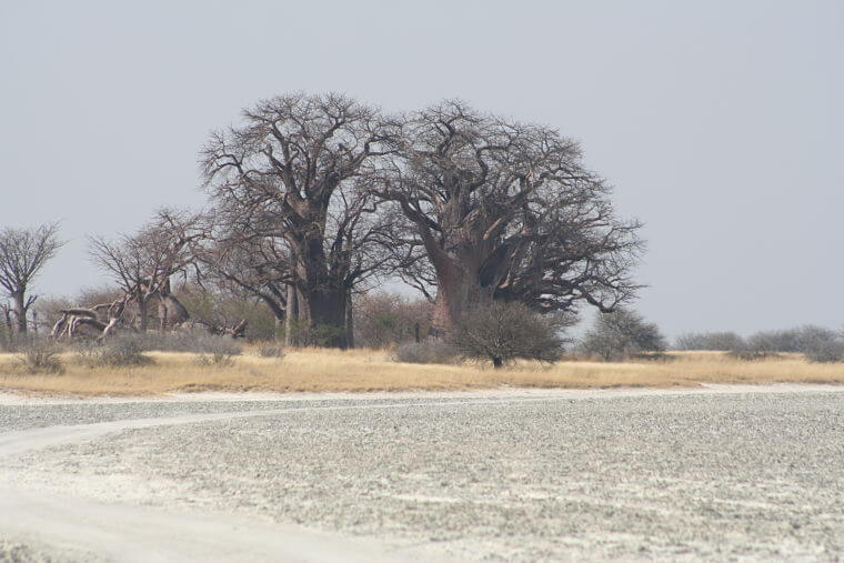 Baines Baobab Nxai Pan National Park Botswana