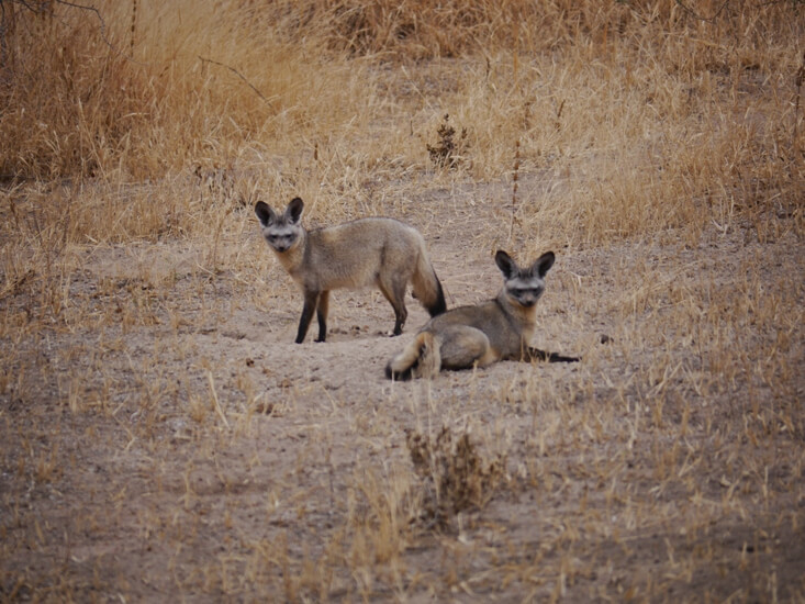 Bat Eared Foxes in Serengeti National Park Tanzania