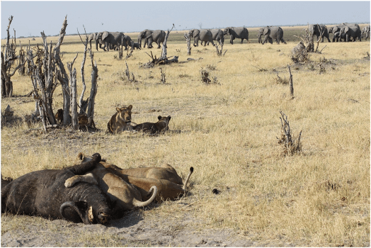Buffel kill in Chobe National Park Botswana