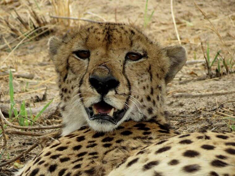 Cheetah in Savuti Botswana