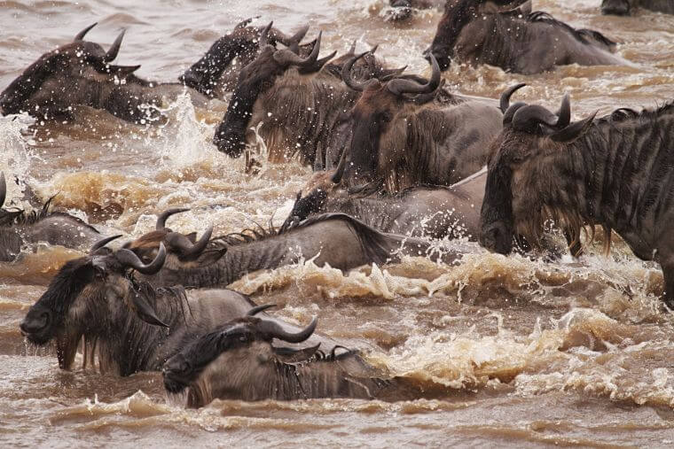 Crossing Mara rivier Serengeti National Park Tanzania