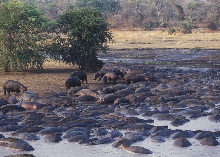 Grote aantallen nijlpaarden in Katavi National Park Tanzania