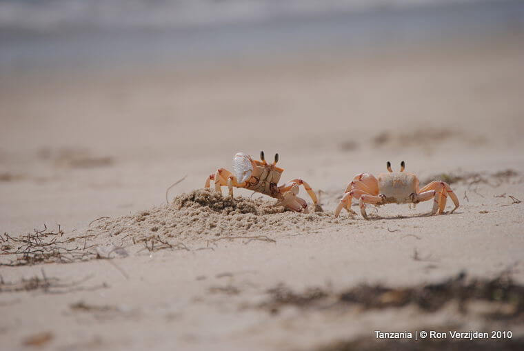 Krabbetjes op strand Pangani Tanzania