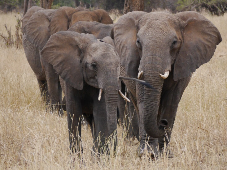 Kudde olifanten in Tarangire National Park Tanzania
