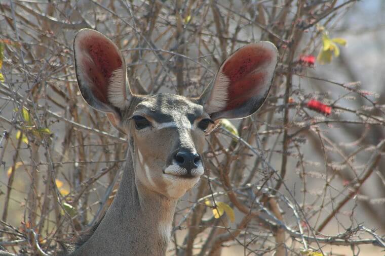 Kudu in Ruaha National Park Tanzania