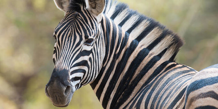 Kuti Wildlife Reserve zebra