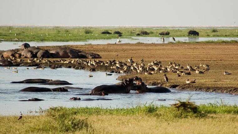 Nijlpaarden in Lake Manyara National Park Tanzania