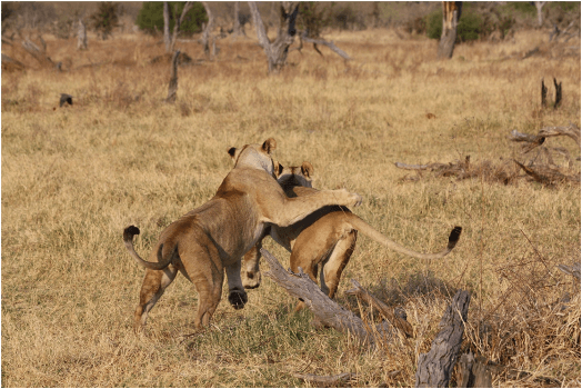 Leeuwen in Okavango Delta Botswana