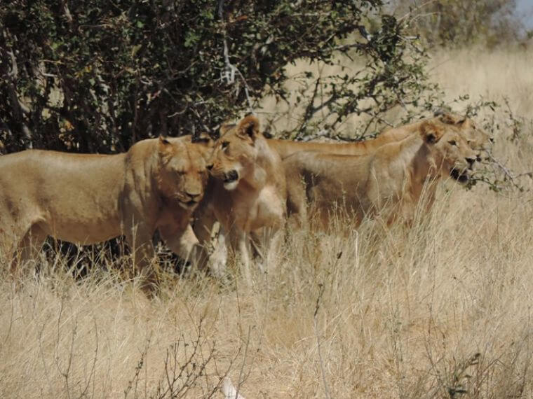 Leeuwen in Selous Game Reserve Tanzania