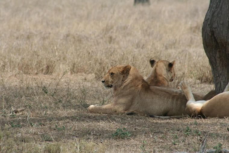 Leeuwen in Serengeti National Park Tanzania