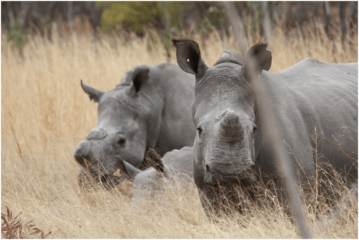 Neushoorns Matobo National Park Zimbabwe