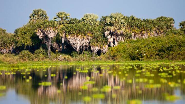 Selous Game Reserve Rufiji River