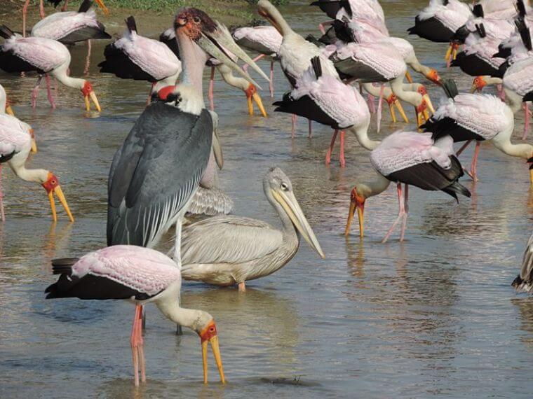 Vele soorten vogels in Selous Game Reserve Tanzania